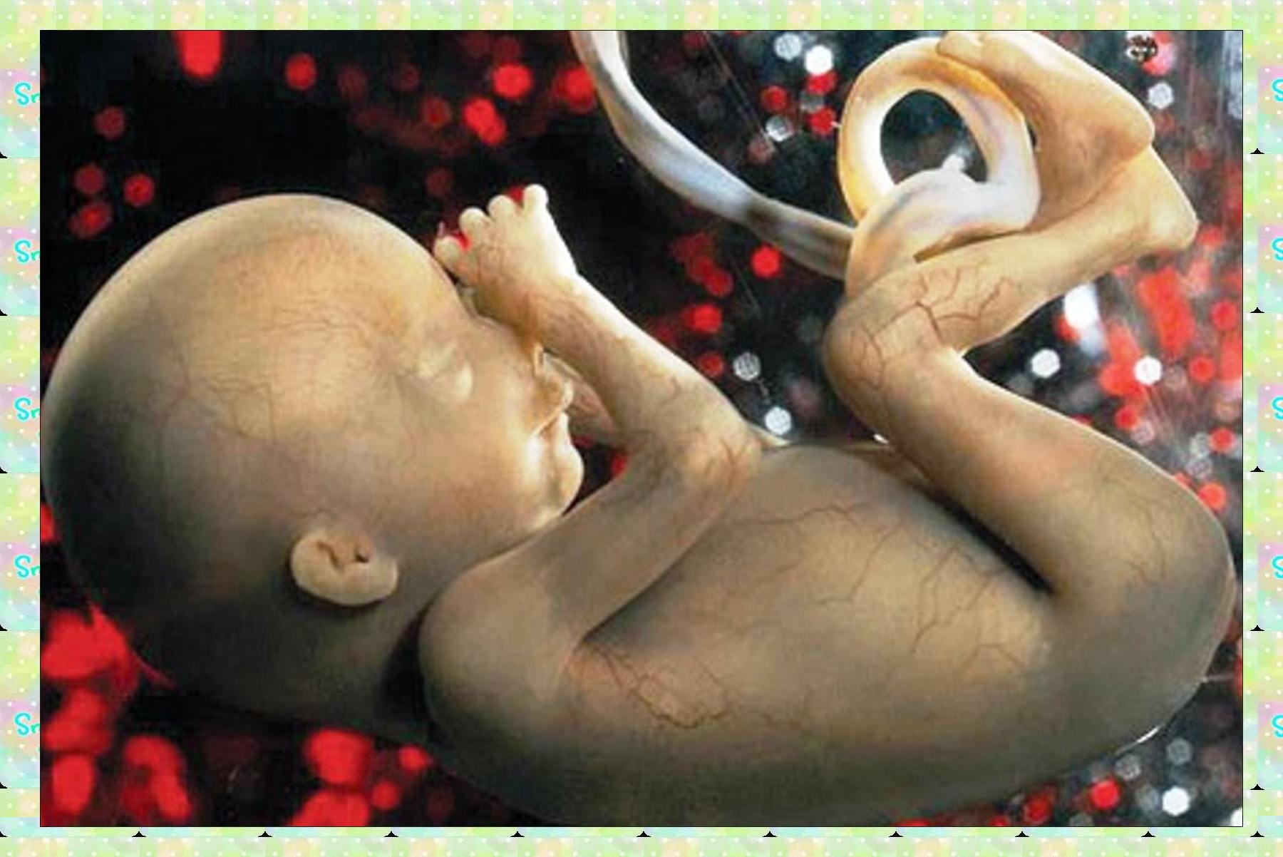 بارداری استرس و سیستم ایمنی جنین